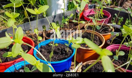 Schüsse im 4K-Format mit jungen Sämlingen von Zucchini oder Kürbis. Setzlinge von Gemüse in Bechern, für die Pflanzung in den offenen Boden im Frühjahr vorbereitet. T Stockfoto