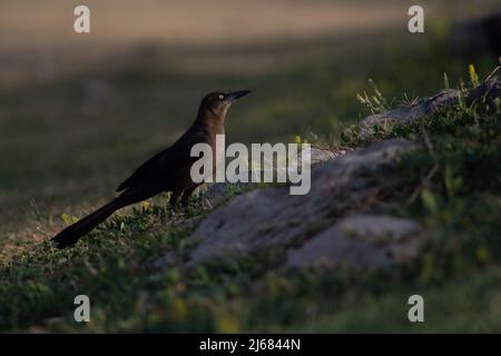 Gemeiner Grackel im Gras Stockfoto