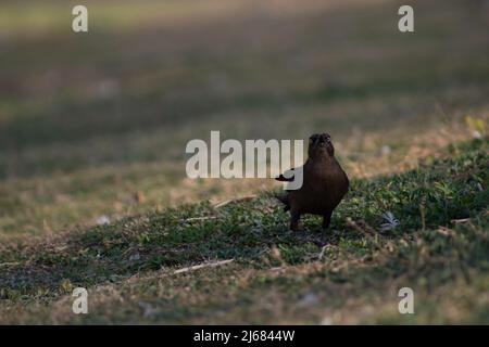 Gemeiner Grackel im Gras Stockfoto