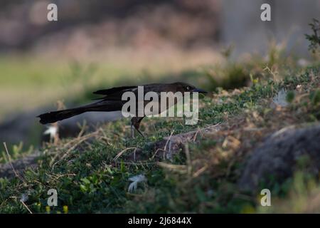 Gemeiner Grackel im Gras Stockfoto