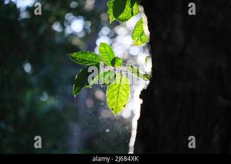 Die Sonne scheint durch halbkarg leuchtende Baumblätter in einem Wald, die Luft-Staub erhellt Stockfoto