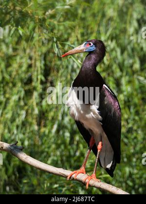 Abdims Storch - Ciconia abdimii Stockfoto