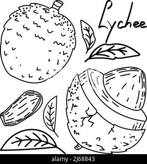 Exotische, handgezeichnete Litschi-Frucht im Skizzenstil. Litschi, isoliert auf weißem Hintergrund in Farbe. Obst. Vektor einfache Illustration Stock Vektor