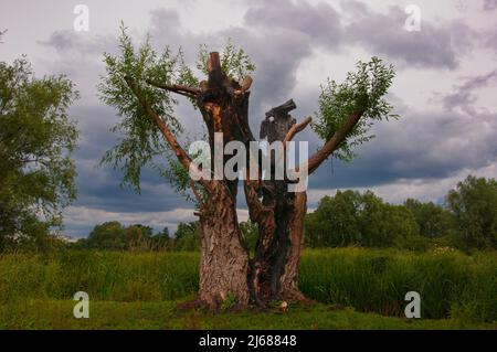 Weidenbaum verbrannt vom Blitz getroffen Stockfoto