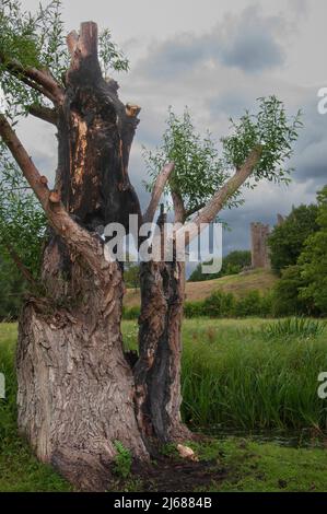Weidenbaum verbrannt vom Blitz getroffen Stockfoto