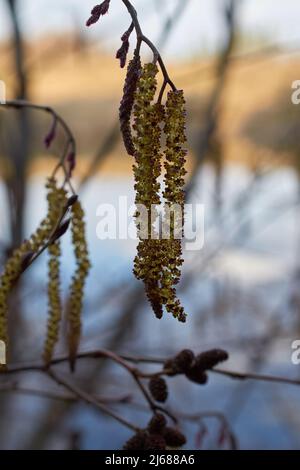 Alnus glutinosa. Blütenstände von Schwarzer Erle auf dem Hintergrund des Flusses Stockfoto