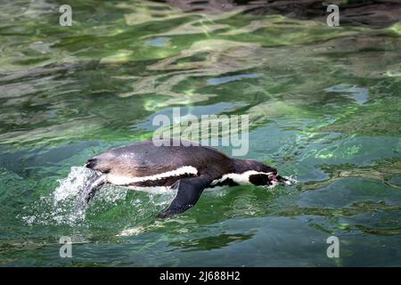 Eine pinguine, die beim Schwimmen aus dem Wasser springt Stockfoto