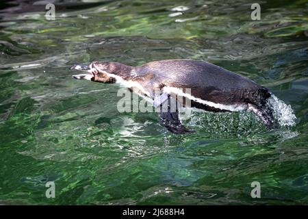 Eine pinguine, die beim Schwimmen aus dem Wasser springt Stockfoto