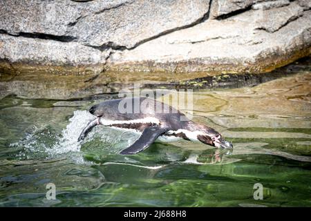 Eine pinguine, die beim Schwimmen aus dem Wasser springt Stockfoto