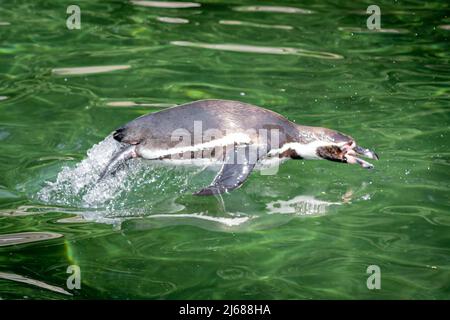 Eine pinguine, die beim Schwimmen aus dem Wasser springt Stockfoto