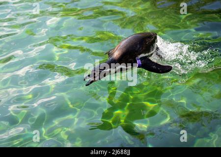 Eine pinguine, die beim Schwimmen aus dem Wasser springt Stockfoto