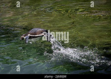 Eine pinguine, die beim Schwimmen aus dem Wasser springt Stockfoto