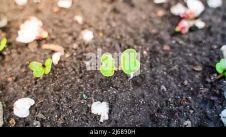 Gekeimte grüne Rettich sprießt im Boden aus nächster Nähe. Radieschen werden im Frühjahr gewachet Stockfoto