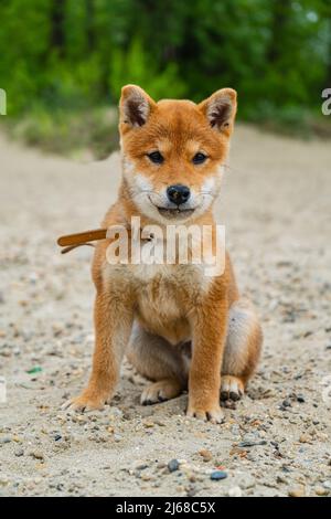 Der junge shiba Inu Hund spielt im Sand in der Nähe des Flusses Stockfoto