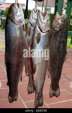 Ein Wochenende in 'Galien'. Hier gibt es mehrere Fischteiche, hauptsächlich mit Forellen. Es gibt einfache Hütten zum Mieten und man kann auch den Fisch direkt grillen Stockfoto