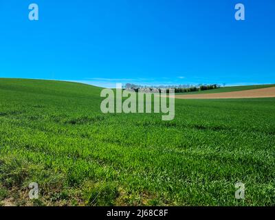 Schöne Aussicht auf ein Weizenfeld, das zu sprießen beginnt. Wolkenloser blauer Himmel, mit Platz für Text. Lauterbourg, Elsass, Frankreich. Für Text platzieren. Stockfoto