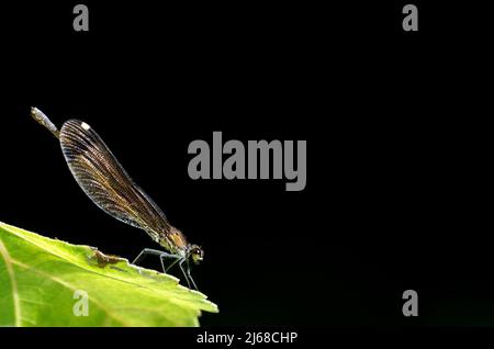 Kupfer-demoiselle oder Mittelmeer-demoiselle (Calopteryx haemorrhoidalis), weiblich. Stockfoto