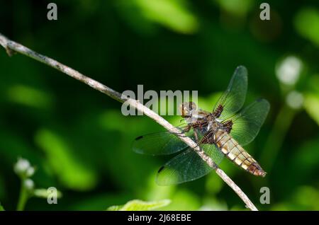 Libellula depressa, die breitkörperige Verfolgerin oder Breitkörperdarter, ist eine der häufigsten Libellen in Europa und Zentralasien, weiblich. Stockfoto