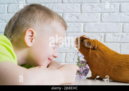 Ein kleiner Junge und ein Haustier häusliche Meerschweinchen, auch bekannt als die Kavie oder häusliche Kavie Stockfoto