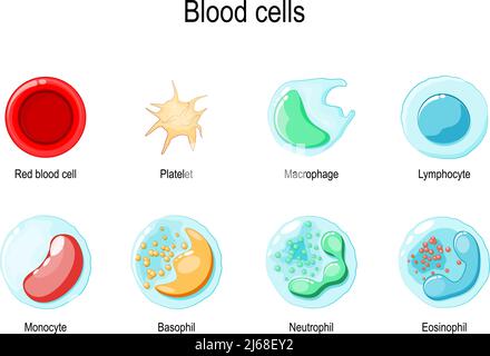 Rote Blutkörperchen oder Erythrozyten, Thrombozyten und Weiße Blutkörperchen: Eosinophil, Neutrophil, Basophil, Lymphozyten, Makrophage, Und Monozyten. vektor Stock Vektor