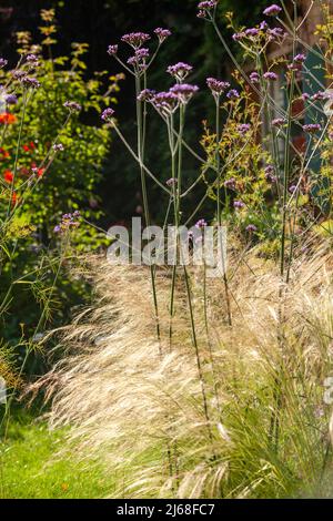 Verbena bonariensis und weiche Gräser in einem schottischen Garten im August Stockfoto