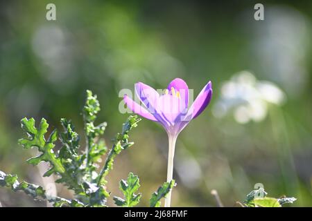 Ein wunderschöner, vollständig blühender Crocus tommasinianus, Whitewell Purple, Early Crocus, elegante violette Blütenblätter mit dem strahlenden Frühlingssonne Stockfoto