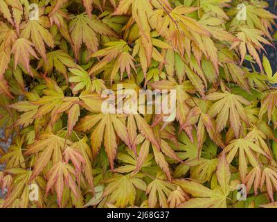 Eine Nahaufnahme des orangefarbenen Laubs des japanischen acer-Palmatums „Orange Dream“ Stockfoto