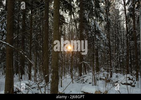 Sonne durch Bäume im Winter. Die Sonne geht unters. Bäume im Wald. Natürliche Landschaft. Stockfoto