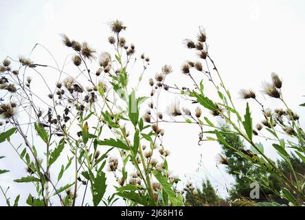 Alkaline River National Wetland Park Stockfoto