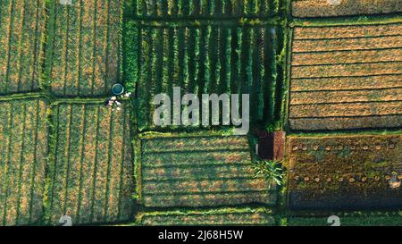 Luftaufnahme, Bauern nehmen Wasser für ihre Reisfelder mit Blick auf das Reisfeld Muster Stockfoto