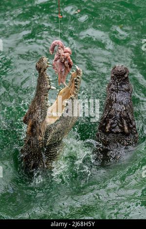 Krokodil Springt Aus Dem Wasser Für Nahrung Stockfoto