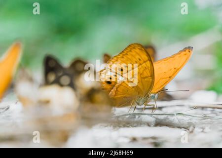 Schar lokaler Schmetterlinge im Wald mit selektivem Schwerpunkt im Kaeng Krachan National Park, Thailand Stockfoto