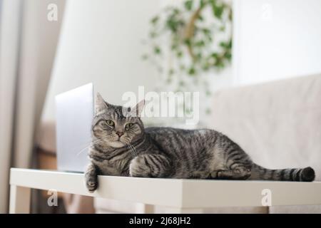 Entzückende silberne gestromte Kurzhaarkatze liegt, entspannt und schläft im Wohnzimmer zu Hause. Stockfoto