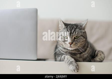 Entzückende silberne gestromte Kurzhaarkatze liegt, entspannt und schläft im Wohnzimmer zu Hause. Stockfoto