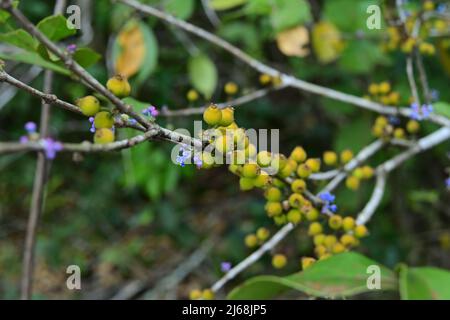 Ein winziger violetter Blütenhaufen und ein kleiner reifiger Fruchthaufen auf einem Stamm einer wilden Pflanze in Sri Lanka Stockfoto