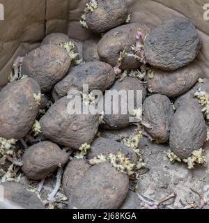 Gekeimte Kartoffelknollen aus der Nähe, unsachgemäße Lagerung von Gemüse Stockfoto