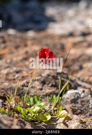 Poppy ist eine blühende Pflanze aus der Unterfamilie Papaveroideae Stockfoto