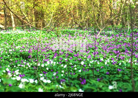 Frühlingswaldlandschaft mit violetten Blüten von Dentaria glandulosa, weißer Holzblüte. Schönheit bunte Wildblumen wachsen in Wäldern. W Stockfoto