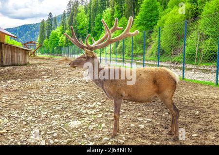 An sonnigen Tagen stehen Rothirsche mit großen Samthörnern auf dem Boden. Sommerlandschaft mit jungem Hornhund Cervus elaphus stehend, Seitenansicht. Junggesellenabschied für große Erwachsene Stockfoto