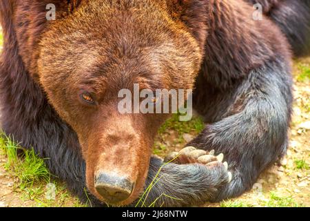 Porträt eines liegenden Braunbären. Vorderansicht des Ursus Arctos-Kopfes aus der Nähe. Großes wildes Tier, das sich im Wald ausruhen kann Stockfoto