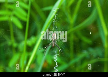 Wespenspinne auf Spinnennetz mit stabilimentum. Argiope bruennichi auf dem Netz im Gras. Gestreifte weibliche Arachnid auf Zick-Zack-Spinnennetz durch grünen verschwommenen Hintergrund, Stockfoto