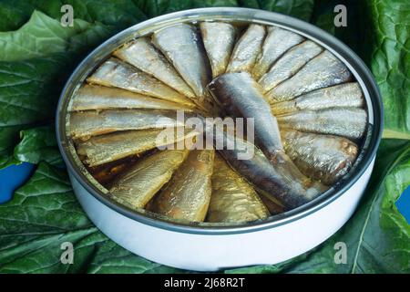 Auf einem grünen Akanthus-Blatt ist eine große runde Dose aus Sardinen in Olivenöl geöffnet. Ausgewogene Ernährung und Nachhaltigkeit. Stockfoto