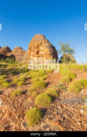 Spinifex und eine typische Karstkuppel aus Sandstein, geformt im Purnululu National Park oder Bungle Bungles, einem UNESCO-Weltkulturerbe in der Kimberley, Western Stockfoto