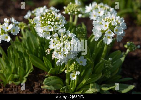 Primula denticulata Alba, Drumstick Primula blüht im botanischen Garten. Stockfoto