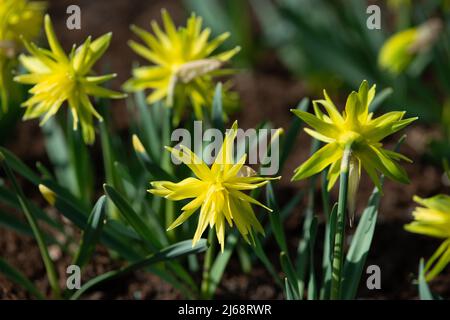 Narcissus Rip Van Winkle, ungewöhnliche, mehrblättrige, grünlich-gelbe Daffodil-Blüten Stockfoto