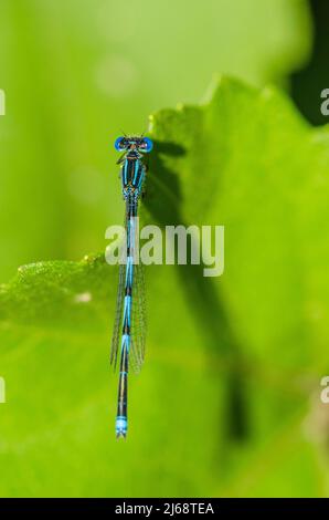 Die mit einem Kelch markierte Damselfliege (Erythromma lindenii oder Cercion lindenii) ist eine mittelgroße blau-schwarze (oder grün-schwarze) Damselfliege, männlich. Stockfoto