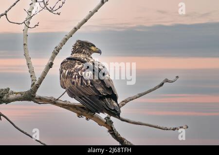 Fotografiert hat dieser junge Weißkopfadler, der auf einem Baum thront und an einem düstigen Nachmittag in einem Naturschutzgebiet im ländlichen Door County WI nach seiner nächsten Mahlzeit sucht. Stockfoto