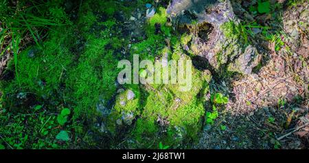 Alter Baumstumpf und Moos im Wald. Selektiver Fokus. Stockfoto