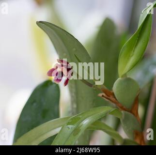 Mini Orchidee rosa, lila gelb. Zwerg klein. Orchideen blühen Knospe. Seltene Sorte, mehrfarbig getupft. Stockfoto