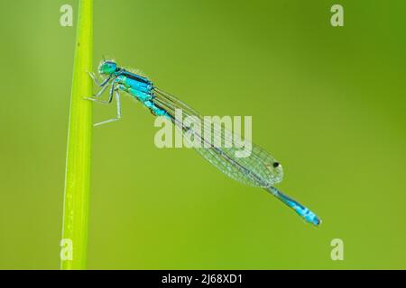 Die seltene Blauschwanzdamselfly oder kleiner Blauschwanz (Ischnura pumilio) gehört zur Familie der Zwergdamselfliege Coenagrionidae, männlich. Stockfoto
